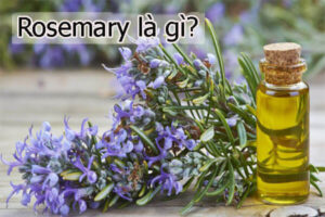Rosemary là gì?